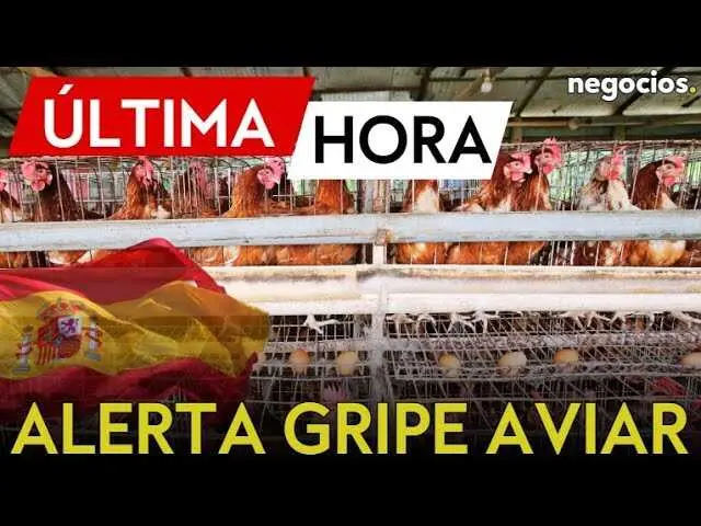 Imagen destacando el confinamiento obligatorio en explotaciones al aire libre por la gripe aviar H5N1 en España.<br>                        <br>                        <br>                        <br>                      