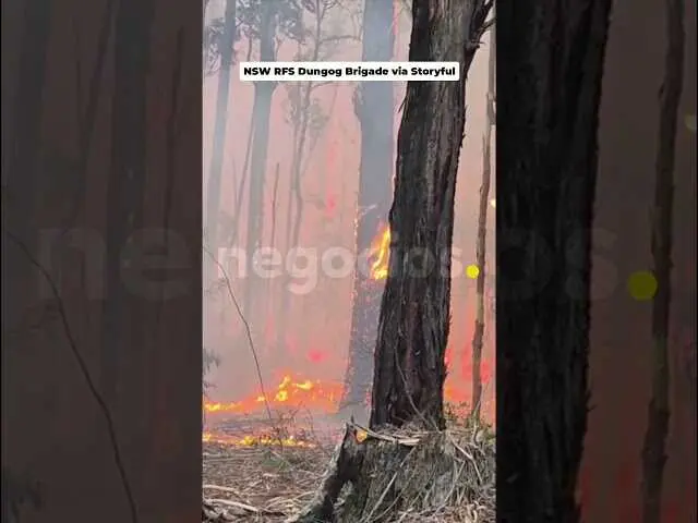 Bomberos australianos enfrentan incendios forestales en Nueva Gales del Sur<br>                        <br>                        <br>                        <br>                      
