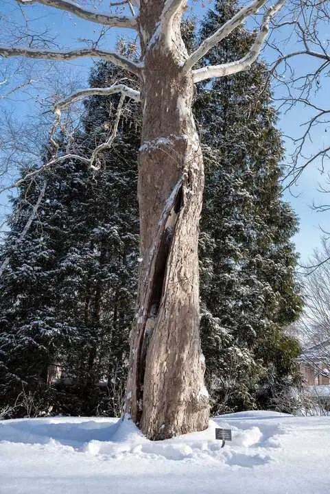 La verdad de los &aacute;rboles que &ldquo;explotan&rdquo; por el fr&iacute;o
