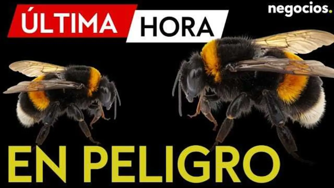 Primer plano de la abeja Lucifer con sus distintivos cuernos en el oeste montañoso de Australia<br>                        <br>                        <br>                        <br>                      