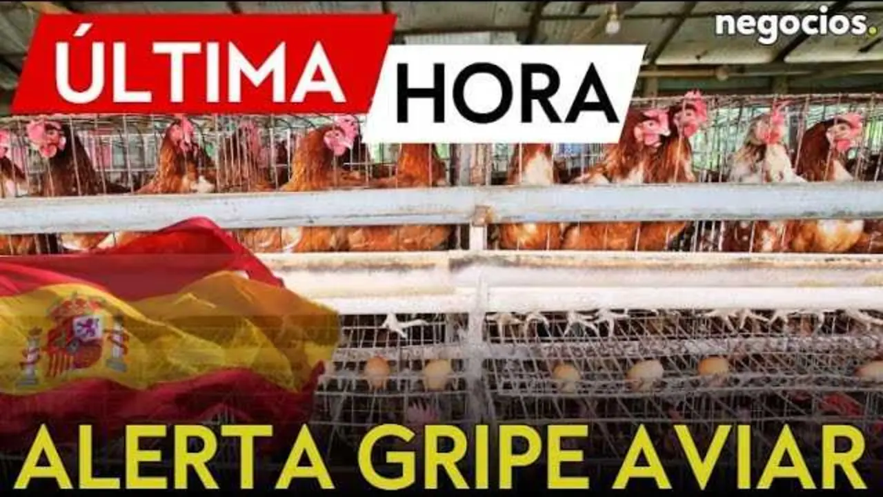 Imagen destacando el confinamiento obligatorio en explotaciones al aire libre por la gripe aviar H5N1 en España.<br>                        <br>                        <br>                        <br>                      