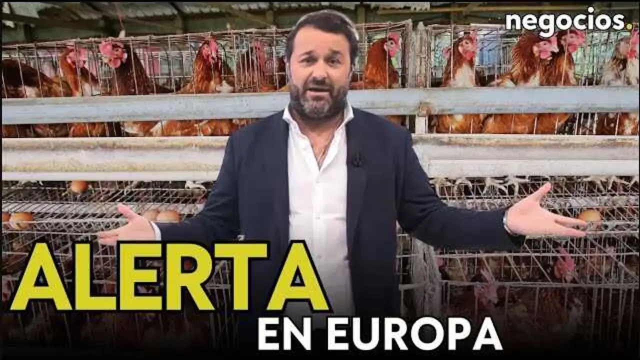 Imagen representativa del impacto de la gripe aviar en las granjas avícolas europeas, con un enfoque en el confinamiento y las medidas de contención.<br>                        <br>                        <br>                        <br>                      