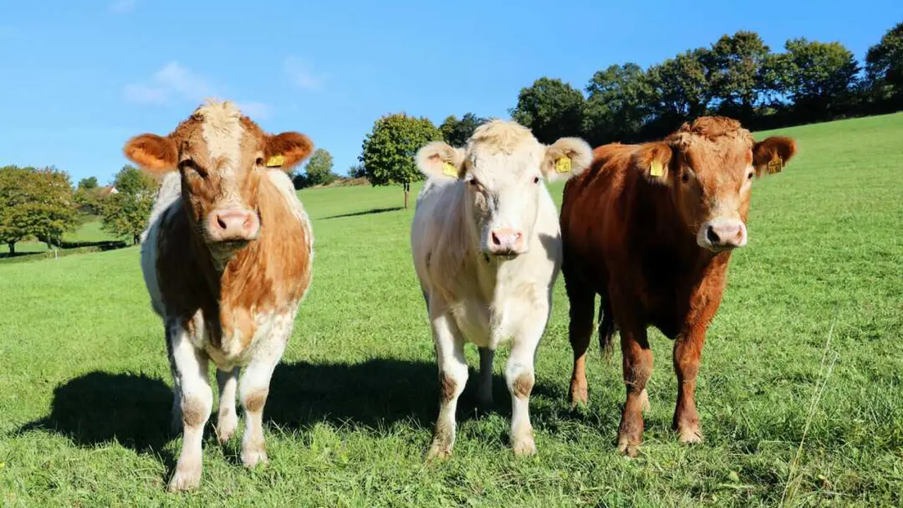 Crisis en el campo cc pexels-christina99999-28804663