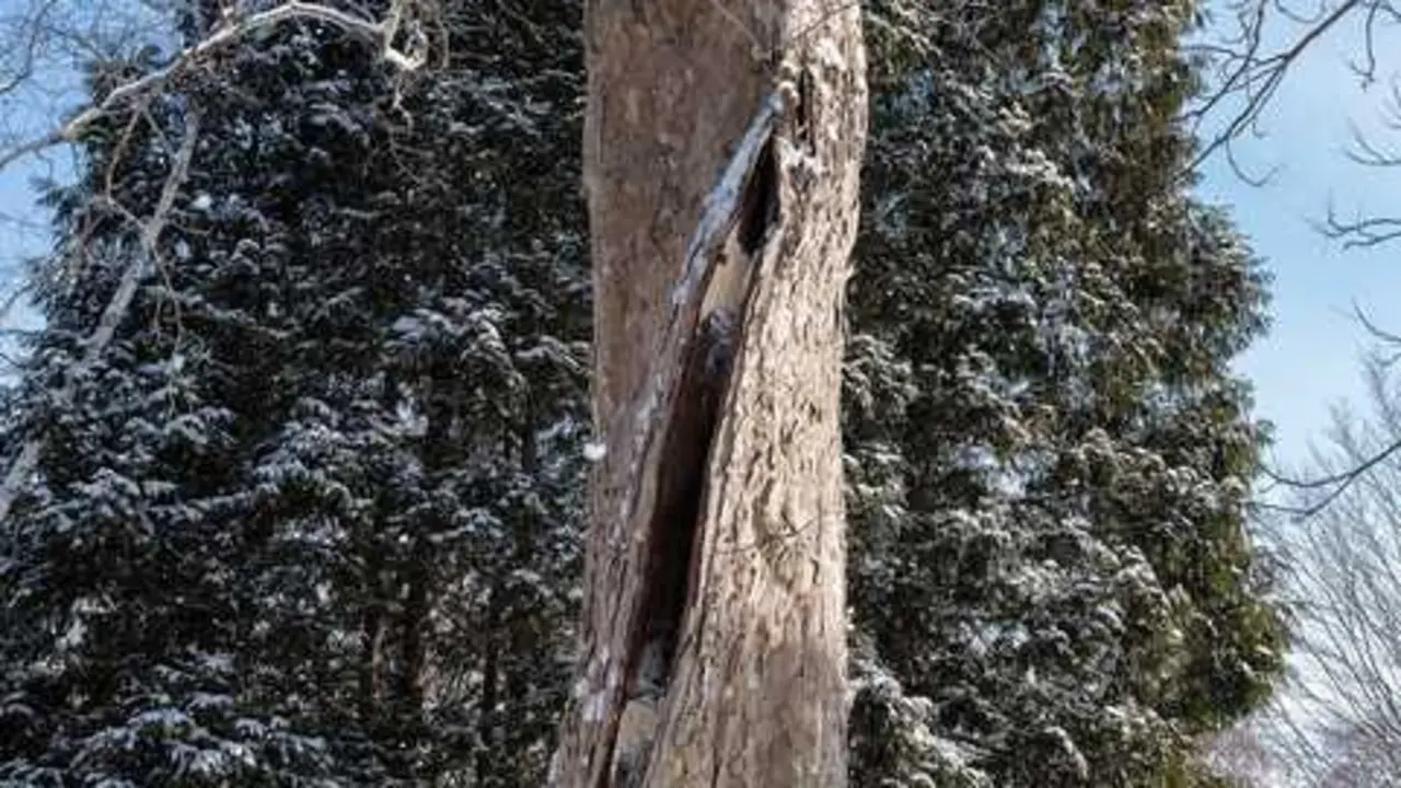 La verdad de los &aacute;rboles que &ldquo;explotan&rdquo; por el fr&iacute;o