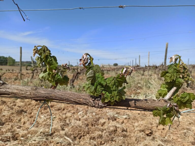 UCCL y cooperativas de Ribera del Duero analizan “con temor” la situación del viñedo por heladas y sequía